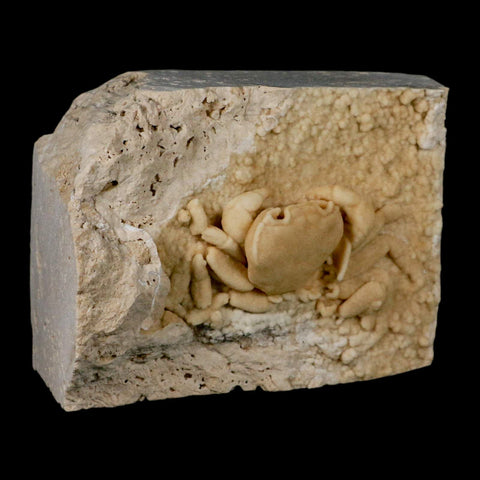 3.1" Potaman Sp Fossil Freshwater Crab In Travertine Denizli Basin Southwest Turkey - Fossil Age Minerals