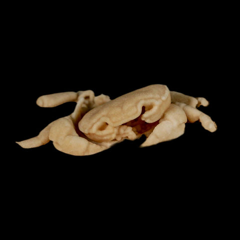 3.1" Potaman Sp Fossil Freshwater Crab In Travertine Denizli Basin Southwest Turkey - Fossil Age Minerals