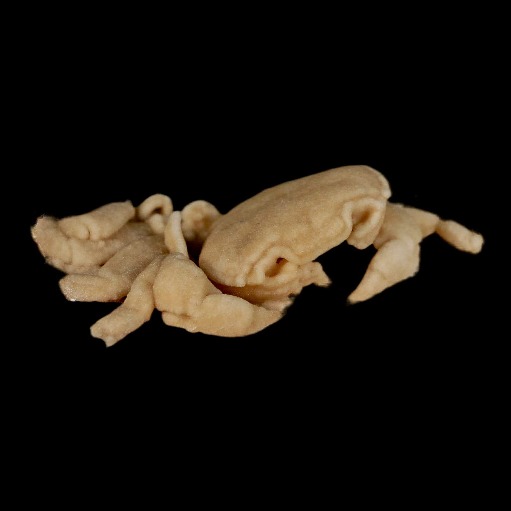 3.1" Potaman Sp Fossil Freshwater Crab In Travertine Denizli Basin Southwest Turkey - Fossil Age Minerals