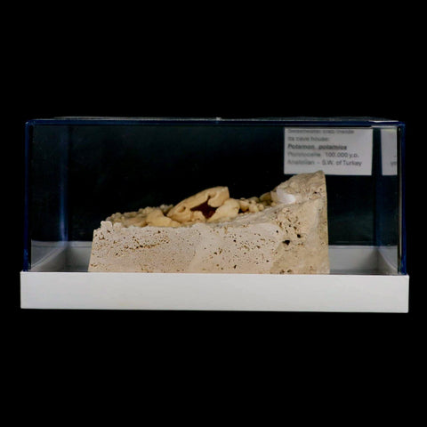 3.1" Potaman Sp Fossil Freshwater Crab In Travertine Denizli Basin Southwest Turkey - Fossil Age Minerals