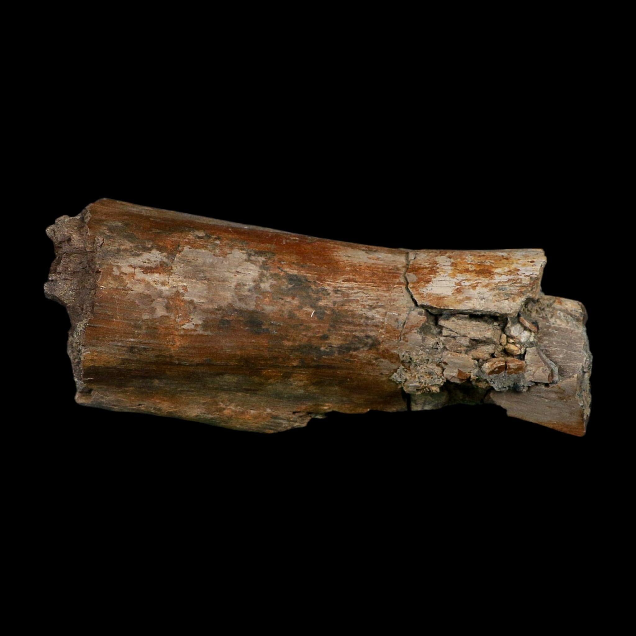 5.3" Corythosaurus Fossil Limb Bone Judith River FM Cretaceous Dinosaur Montana COA