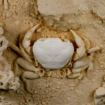 2.9" Potaman Sp Fossil Freshwater Crab In Travertine Denizli Basin Southwest Turkey