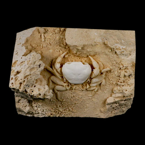2.9" Potaman Sp Fossil Freshwater Crab In Travertine Denizli Basin Southwest Turkey - Fossil Age Minerals