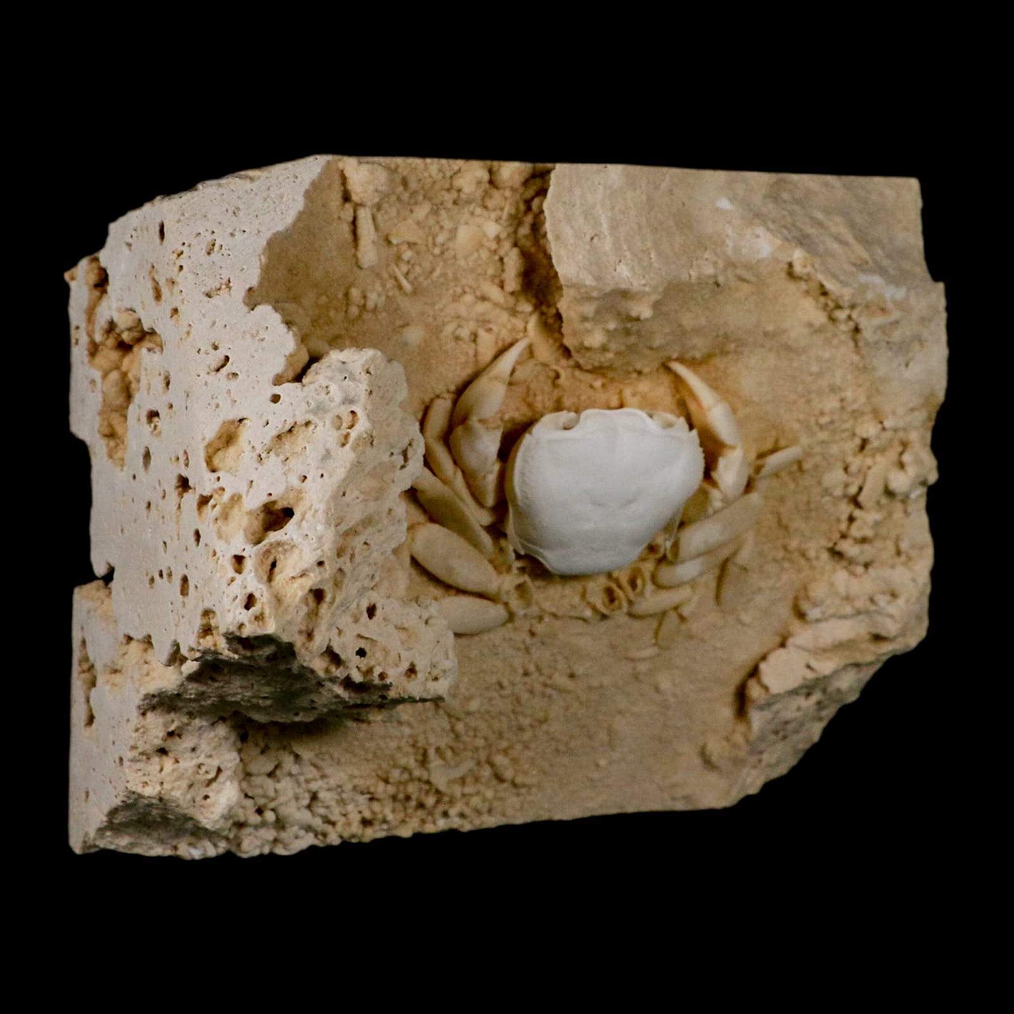 2.9" Potaman Sp Fossil Freshwater Crab In Travertine Denizli Basin Southwest Turkey - Fossil Age Minerals