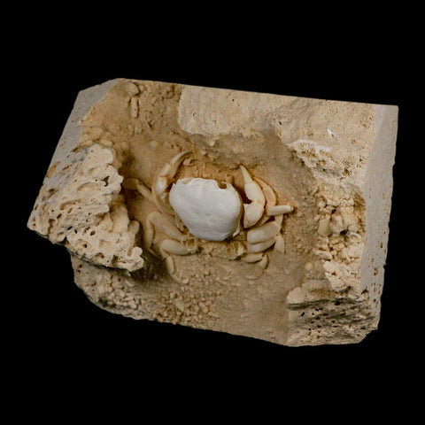 2.9" Potaman Sp Fossil Freshwater Crab In Travertine Denizli Basin Southwest Turkey - Fossil Age Minerals