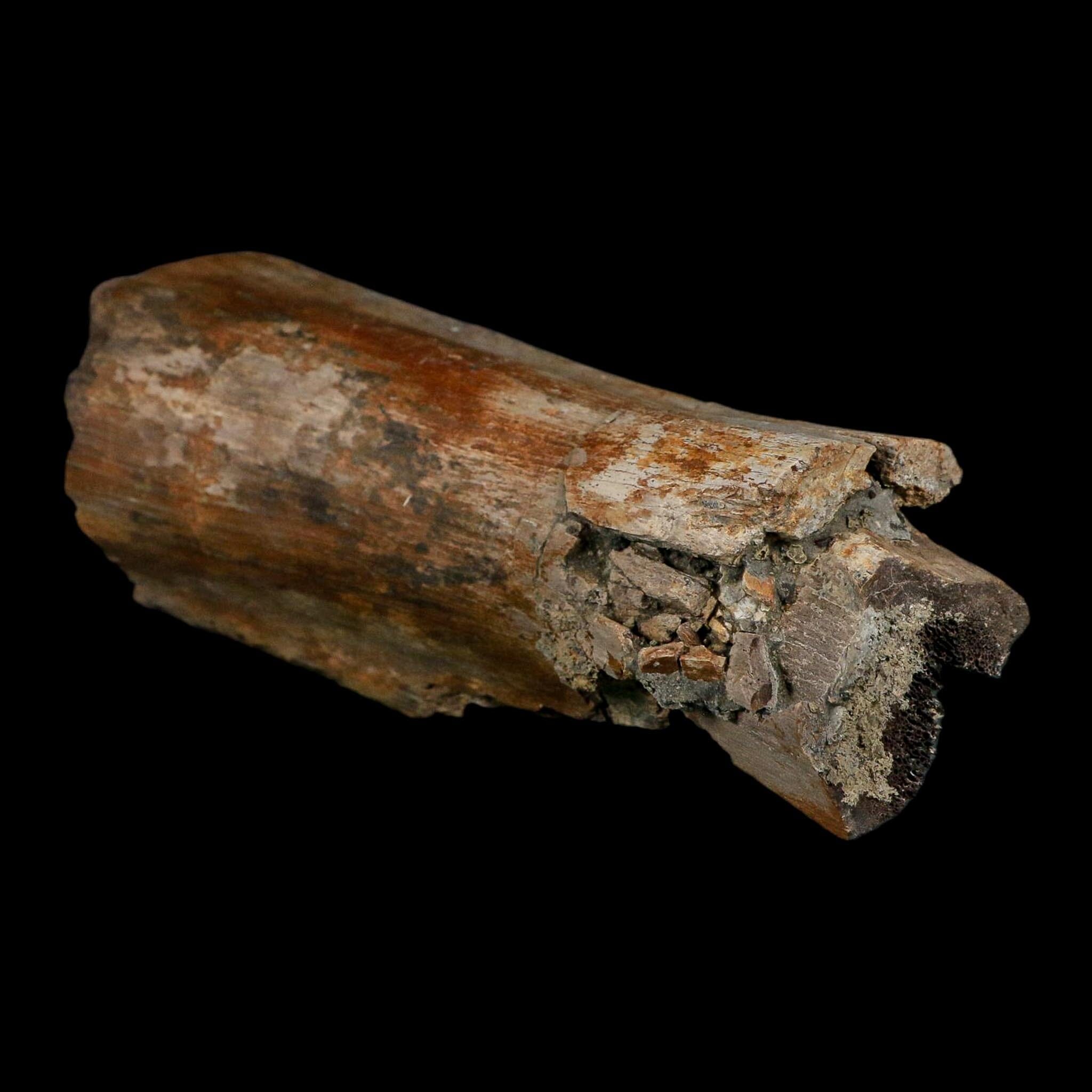 5.3" Corythosaurus Fossil Limb Bone Judith River FM Cretaceous Dinosaur Montana COA