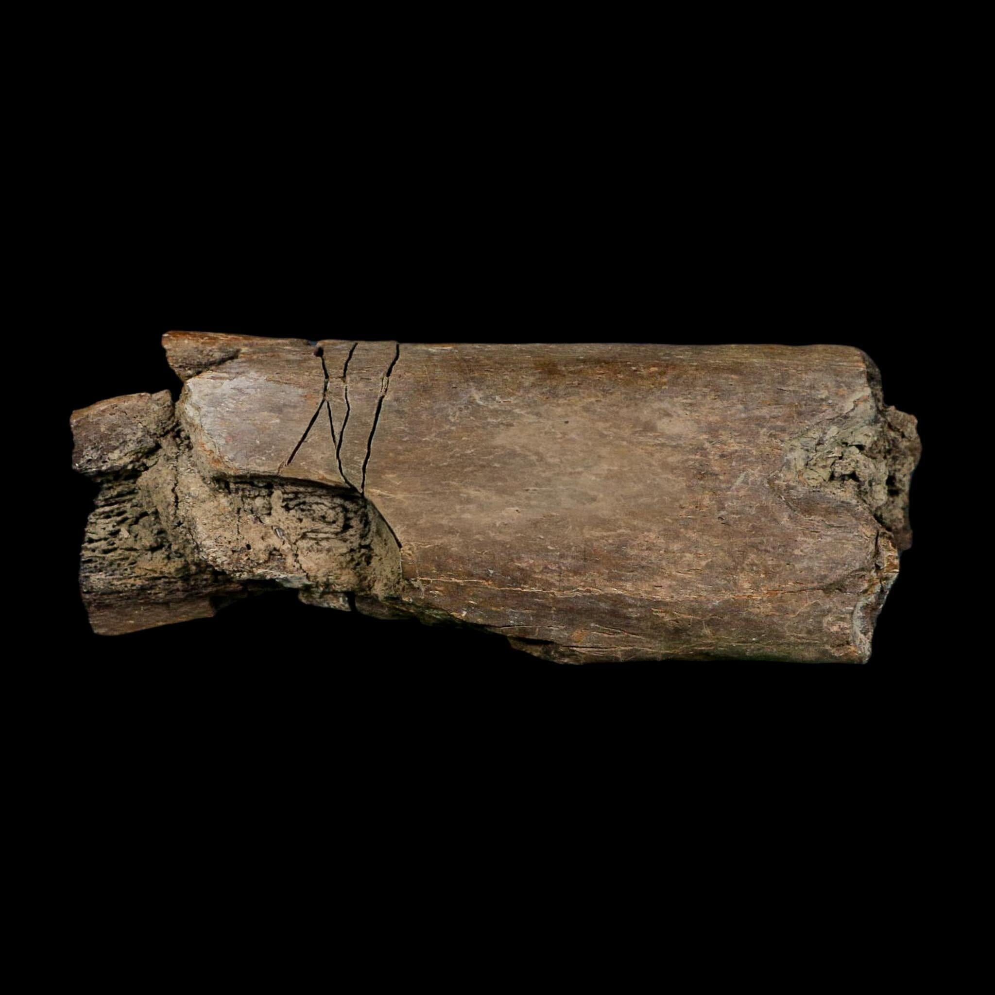 5.3" Corythosaurus Fossil Limb Bone Judith River FM Cretaceous Dinosaur Montana COA