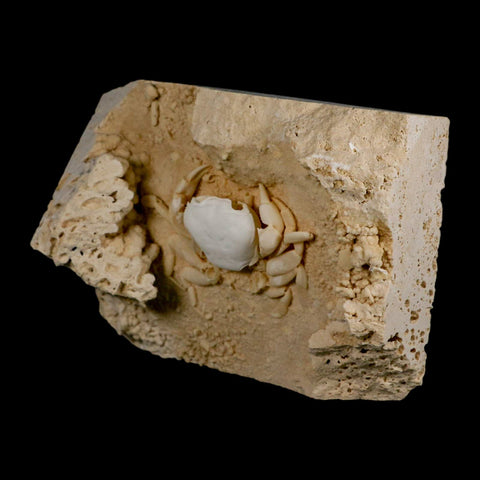 2.9" Potaman Sp Fossil Freshwater Crab In Travertine Denizli Basin Southwest Turkey - Fossil Age Minerals