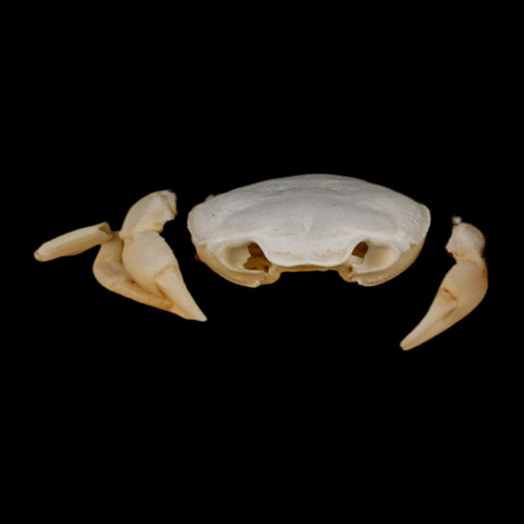 2.9" Potaman Sp Fossil Freshwater Crab In Travertine Denizli Basin Southwest Turkey - Fossil Age Minerals