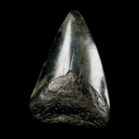 1.9" Quality Megalodon Shark Tooth Serrated Fossil Natural Miocene Age COA
