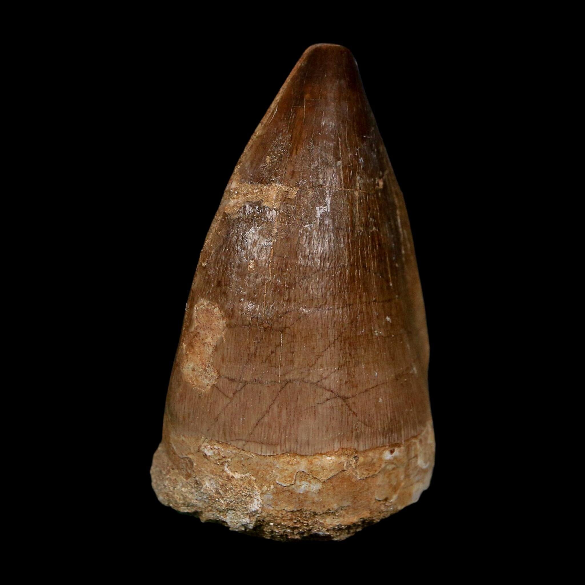 XL 2.2" Mosasaur Prognathodon Fossil Tooth Cretaceous Dinosaur Era COA, Stand - Fossil Age Minerals