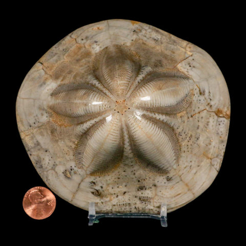 4.8" Detailed Fossil Clypeaster Altus Sea Urchin Echinoid Cretaceous Taza Morocco - Fossil Age Minerals