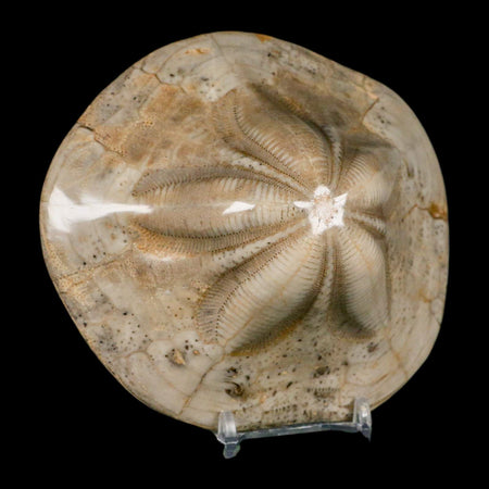 4.8" Detailed Fossil Clypeaster Altus Sea Urchin Echinoid Cretaceous Taza Morocco