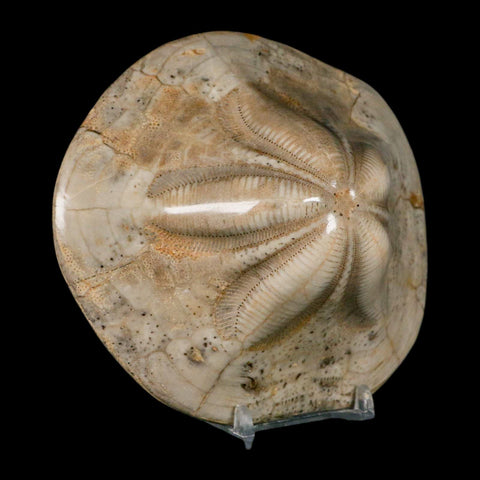 4.8" Detailed Fossil Clypeaster Altus Sea Urchin Echinoid Cretaceous Taza Morocco - Fossil Age Minerals