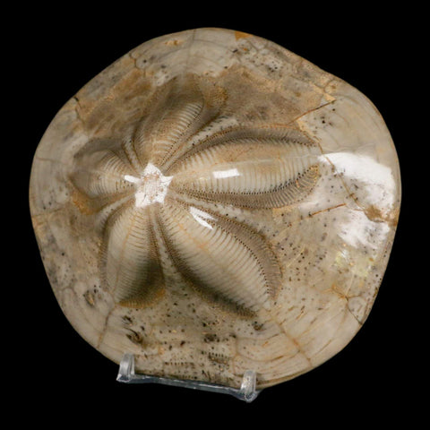 4.8" Detailed Fossil Clypeaster Altus Sea Urchin Echinoid Cretaceous Taza Morocco - Fossil Age Minerals