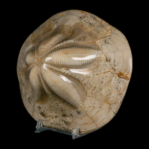 4.8" Detailed Fossil Clypeaster Altus Sea Urchin Echinoid Cretaceous Taza Morocco - Fossil Age Minerals