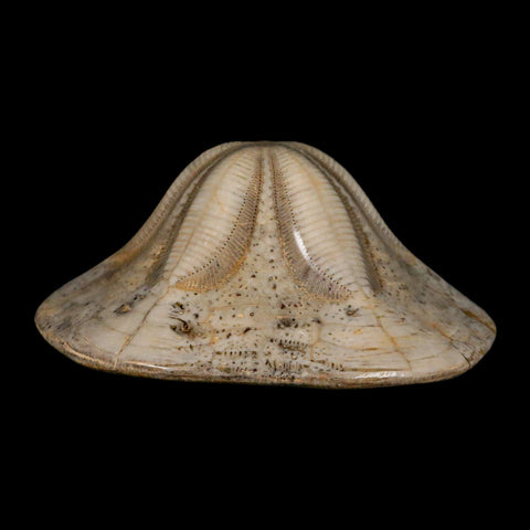 4.8" Detailed Fossil Clypeaster Altus Sea Urchin Echinoid Cretaceous Taza Morocco - Fossil Age Minerals