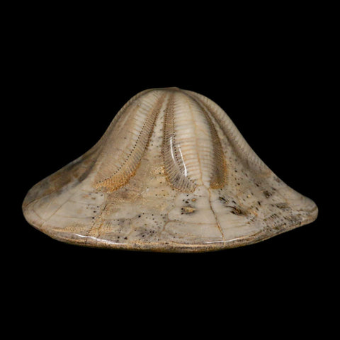 4.8" Detailed Fossil Clypeaster Altus Sea Urchin Echinoid Cretaceous Taza Morocco - Fossil Age Minerals