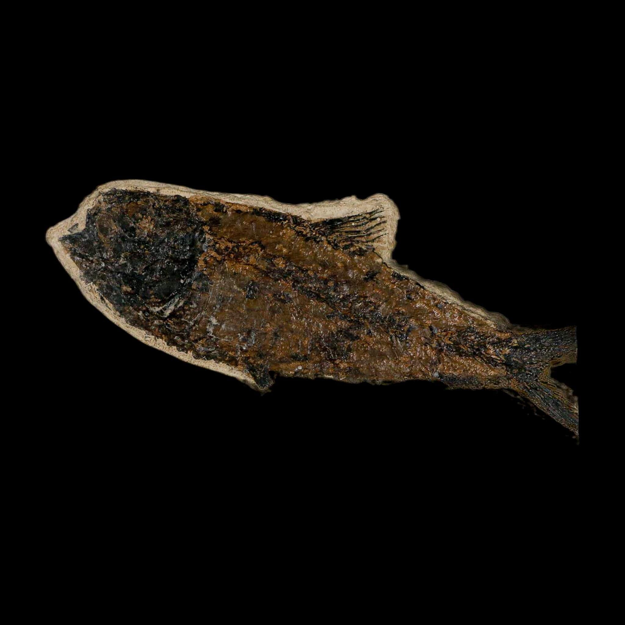 XL 4.7" Knightia Eocaena Fossil Fish Green River FM WY Eocene Age COA & Stand - Fossil Age Minerals