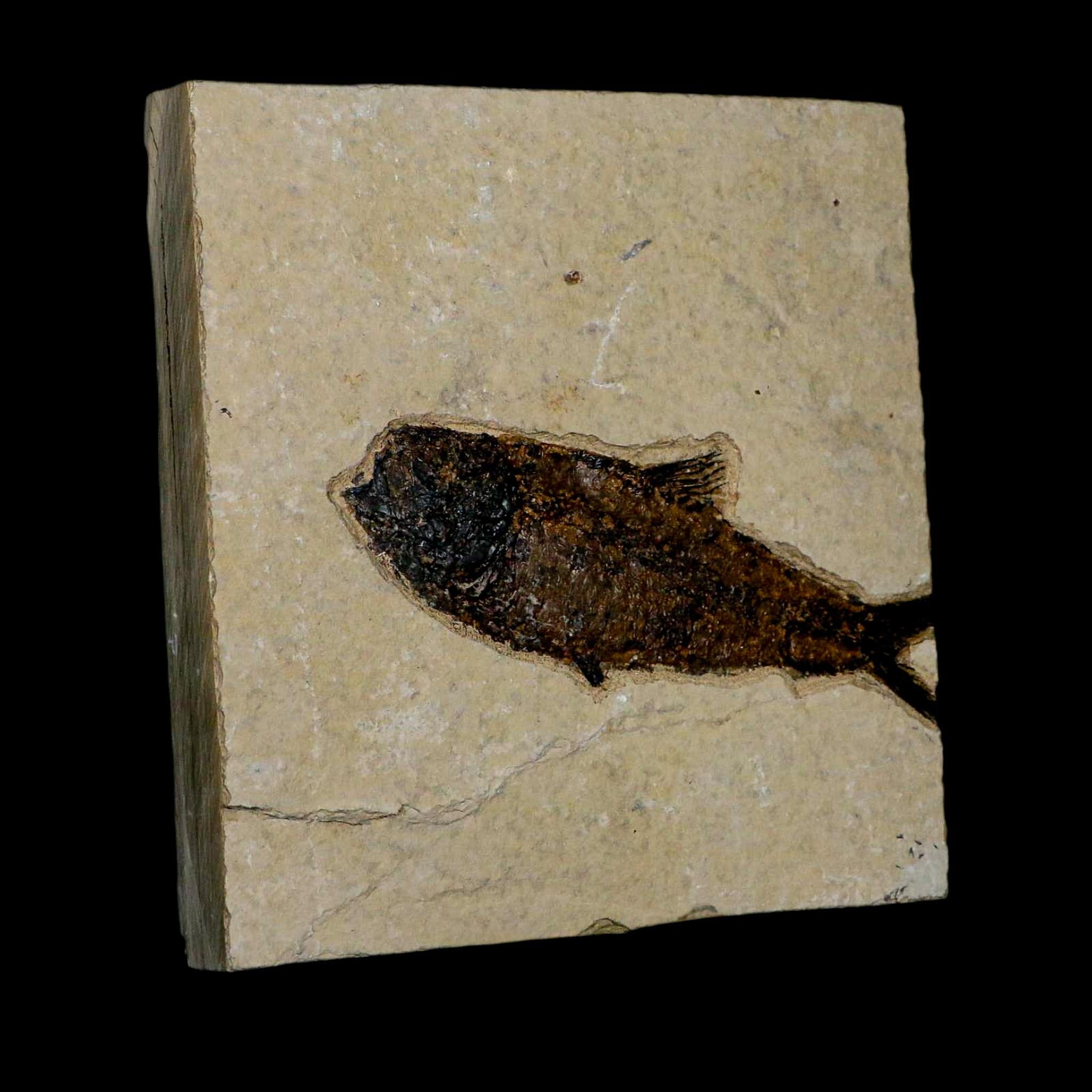 XL 4.7" Knightia Eocaena Fossil Fish Green River FM WY Eocene Age COA & Stand - Fossil Age Minerals