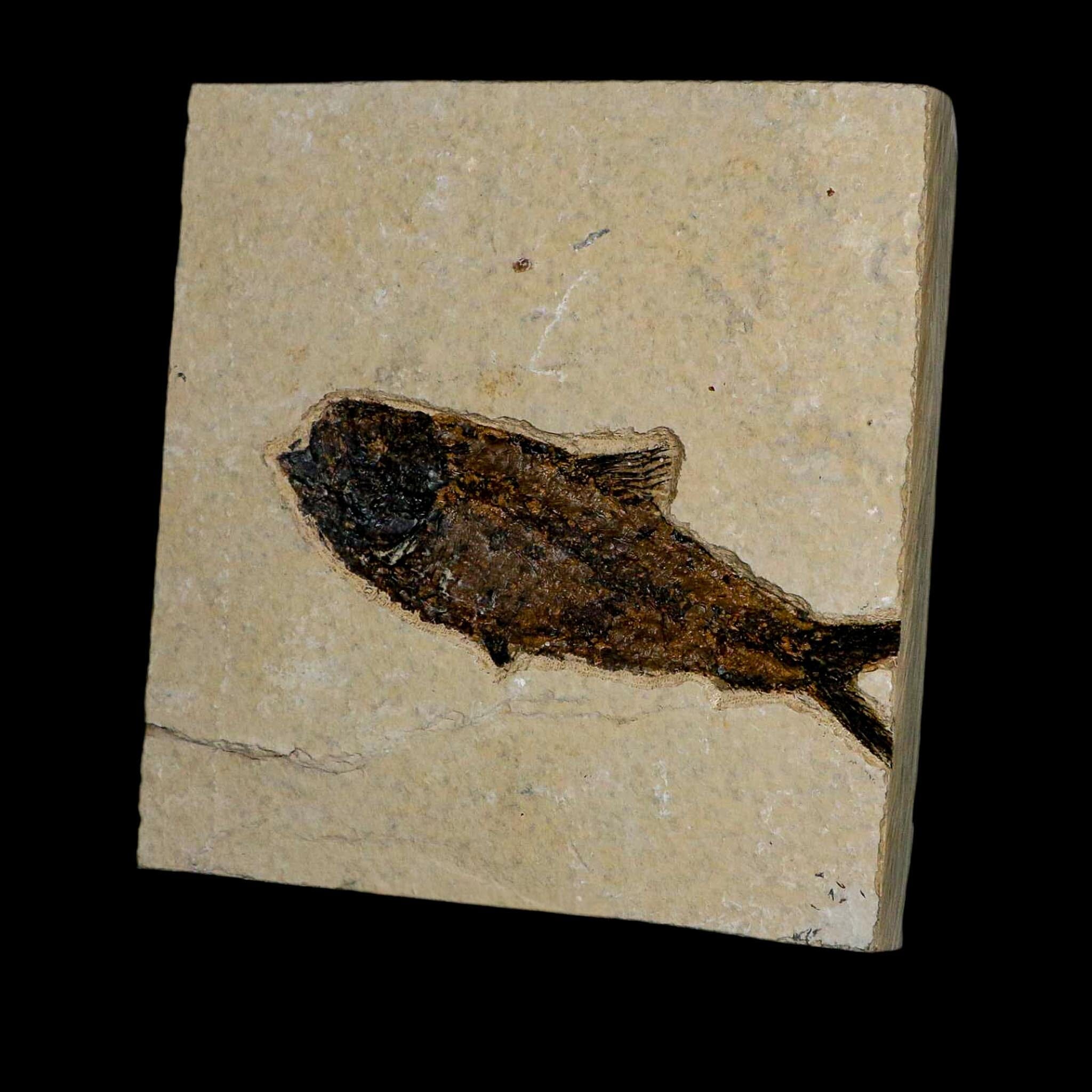 XL 4.7" Knightia Eocaena Fossil Fish Green River FM WY Eocene Age COA & Stand - Fossil Age Minerals