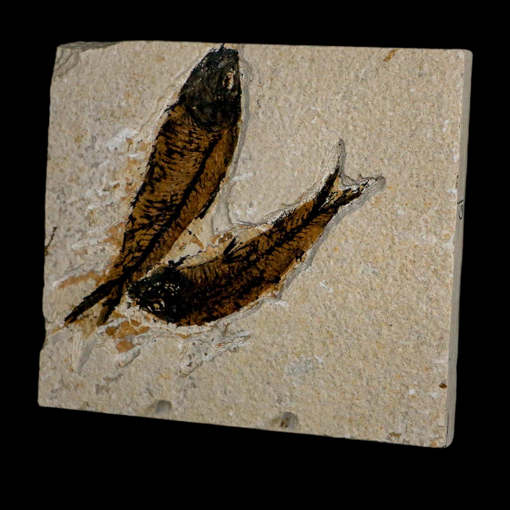 2 Two Knightia Eocaena Fossil Fish Green River FM Wyoming Eocene Age COA & Stand - Fossil Age Minerals