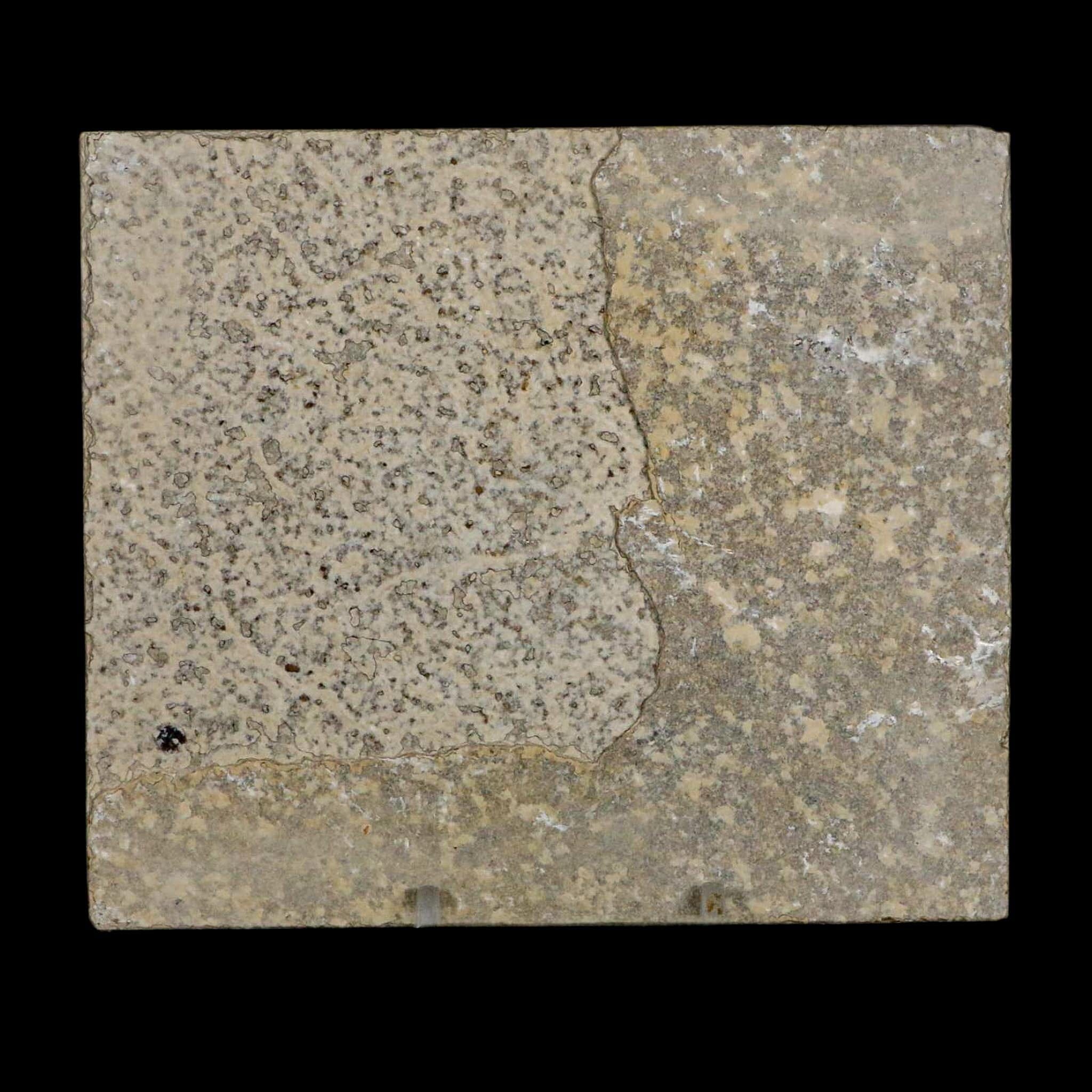 2 Two Knightia Eocaena Fossil Fish Green River FM Wyoming Eocene Age COA & Stand - Fossil Age Minerals