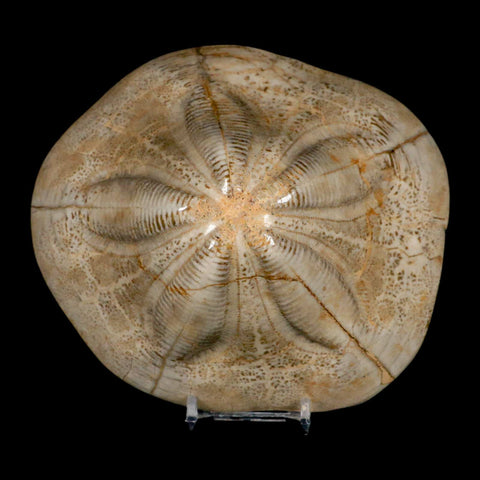 5.9" Detailed Fossil Clypeaster Altus Sea Urchin Echinoid Cretaceous Taza Morocco - Fossil Age Minerals