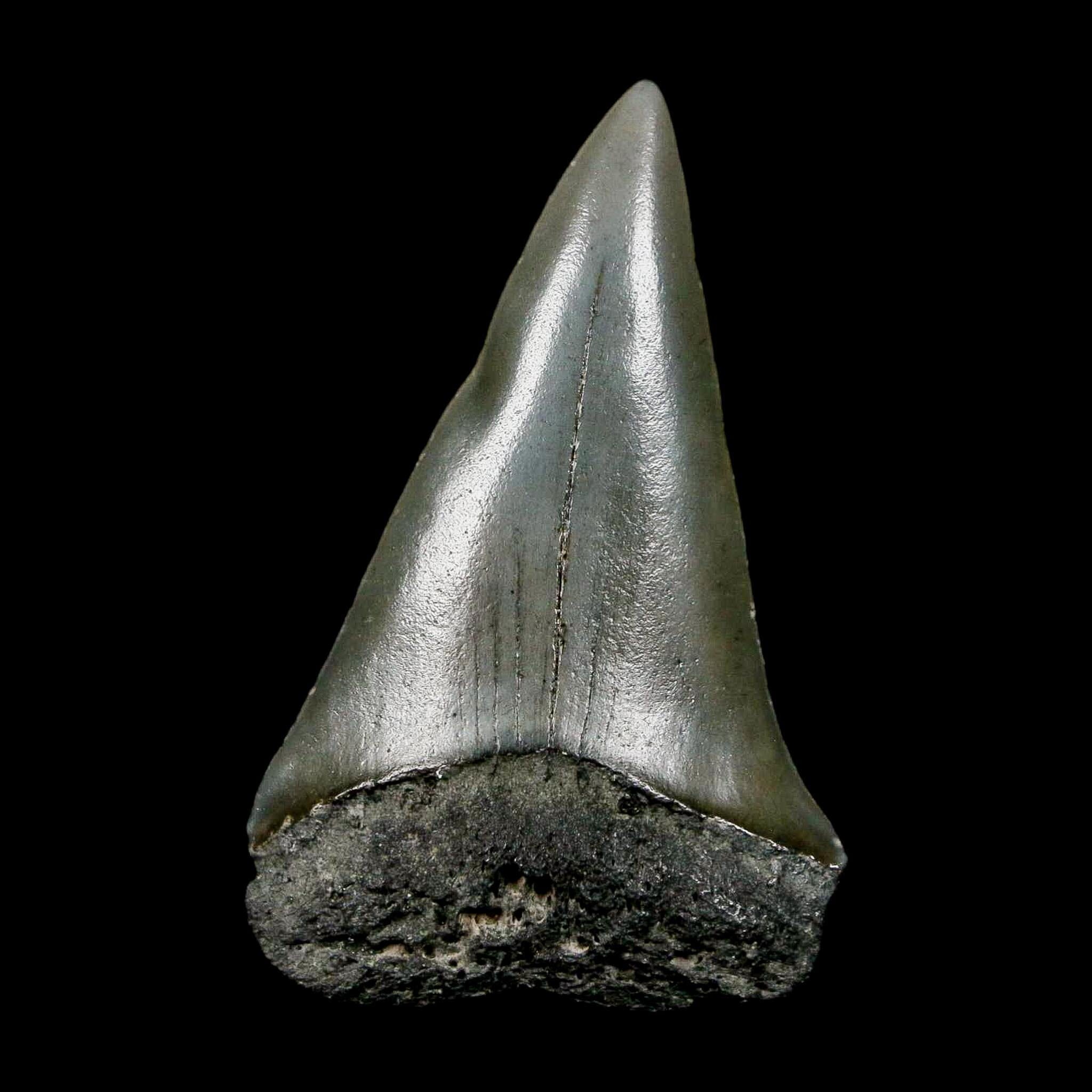 1.9" Quality Hastalis Mako Tooth Serrated Fossil Natural Miocene Age COA - Fossil Age Minerals
