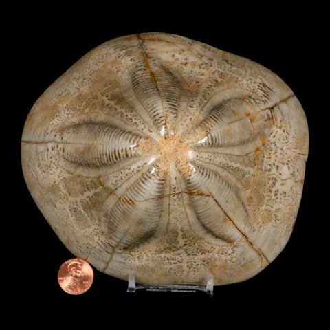 5.9" Detailed Fossil Clypeaster Altus Sea Urchin Echinoid Cretaceous Taza Morocco - Fossil Age Minerals