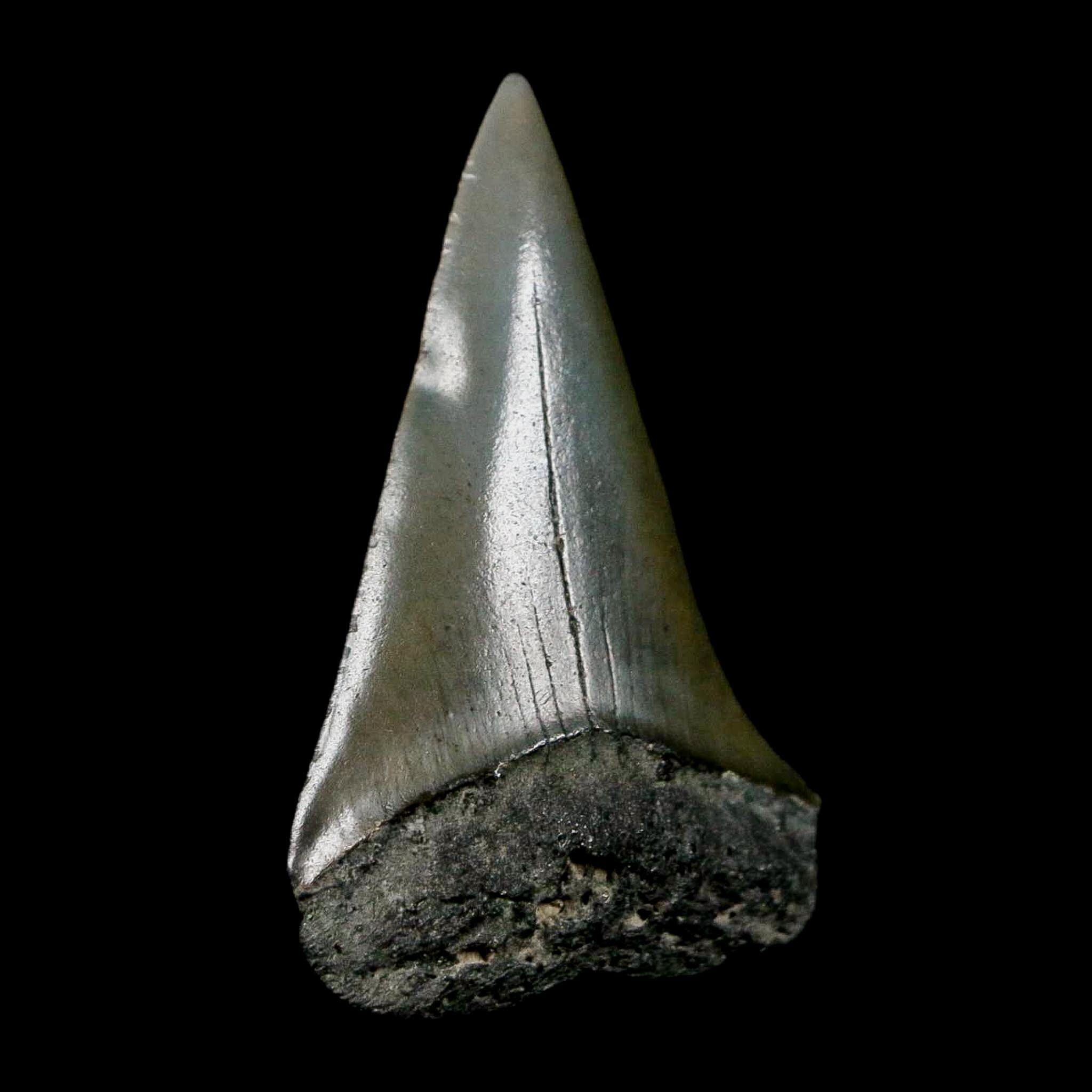 1.9" Quality Hastalis Mako Tooth Serrated Fossil Natural Miocene Age COA - Fossil Age Minerals