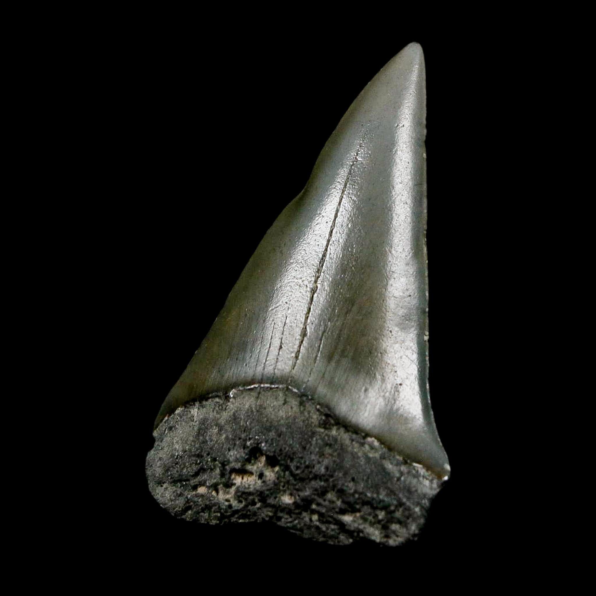 1.9" Quality Hastalis Mako Tooth Serrated Fossil Natural Miocene Age COA - Fossil Age Minerals
