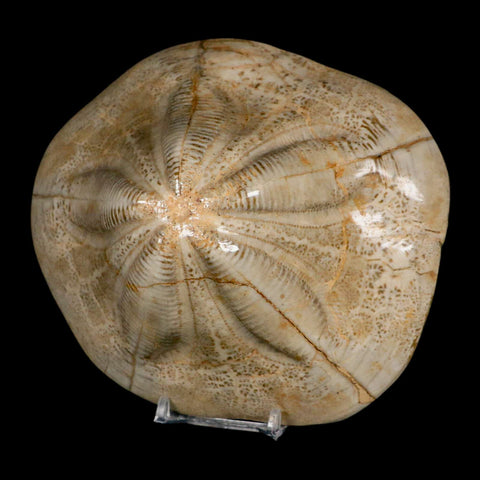 5.9" Detailed Fossil Clypeaster Altus Sea Urchin Echinoid Cretaceous Taza Morocco - Fossil Age Minerals