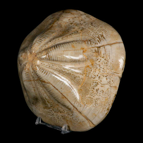 5.9" Detailed Fossil Clypeaster Altus Sea Urchin Echinoid Cretaceous Taza Morocco - Fossil Age Minerals