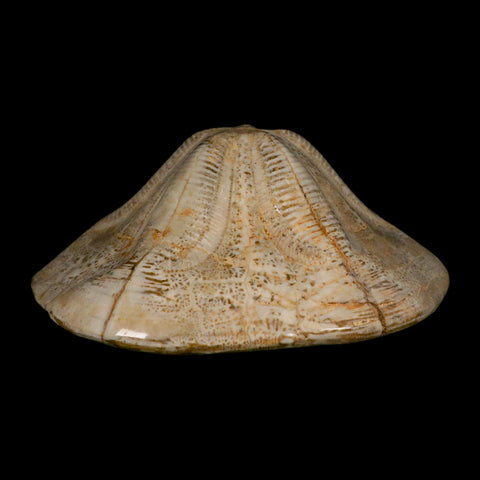 5.9" Detailed Fossil Clypeaster Altus Sea Urchin Echinoid Cretaceous Taza Morocco - Fossil Age Minerals