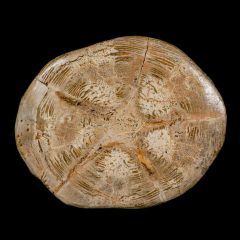 5.9" Detailed Fossil Clypeaster Altus Sea Urchin Echinoid Cretaceous Taza Morocco - Fossil Age Minerals