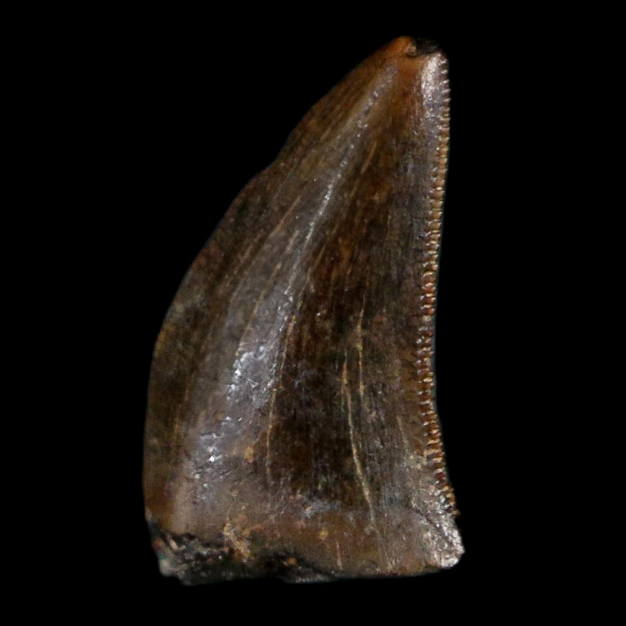 0.3" Dromaeosaurus Raptor Serrated Tooth Fossil Judith River FM MT COA, Display