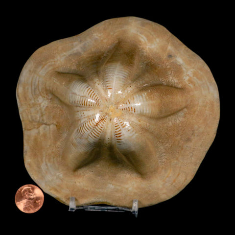 5.2" Detailed Fossil Clypeaster Altus Sea Urchin Echinoid Cretaceous Taza Morocco - Fossil Age Minerals