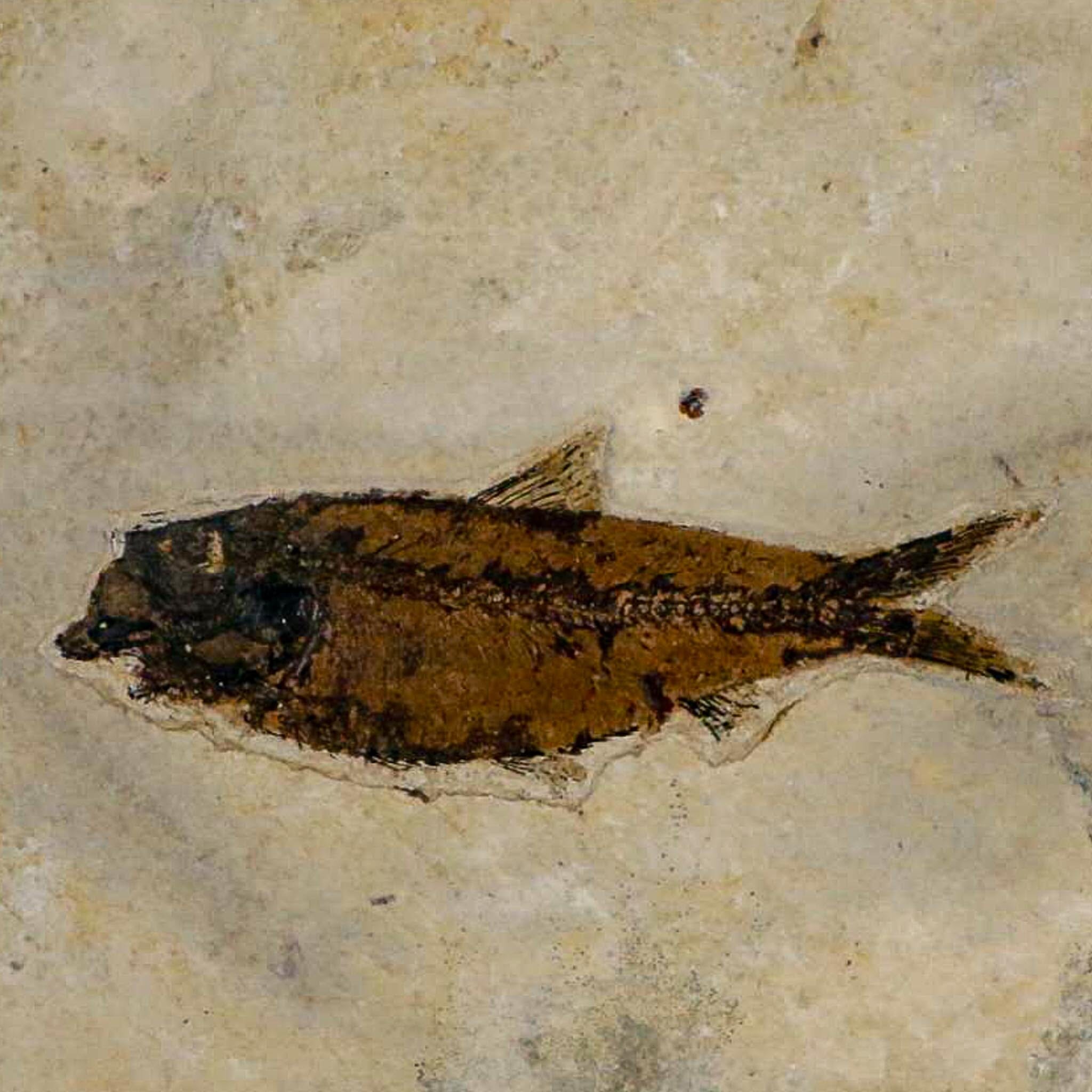 XL 4.5" Knightia Eocaena Fossil Fish Green River FM WY Eocene Age COA & Stand - Fossil Age Minerals