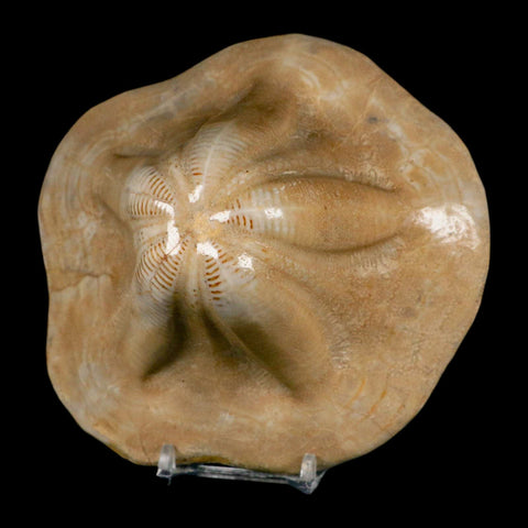 5.2" Detailed Fossil Clypeaster Altus Sea Urchin Echinoid Cretaceous Taza Morocco - Fossil Age Minerals