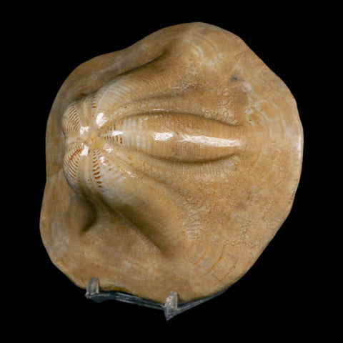 5.2" Detailed Fossil Clypeaster Altus Sea Urchin Echinoid Cretaceous Taza Morocco - Fossil Age Minerals