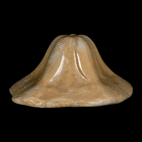 5.2" Detailed Fossil Clypeaster Altus Sea Urchin Echinoid Cretaceous Taza Morocco - Fossil Age Minerals