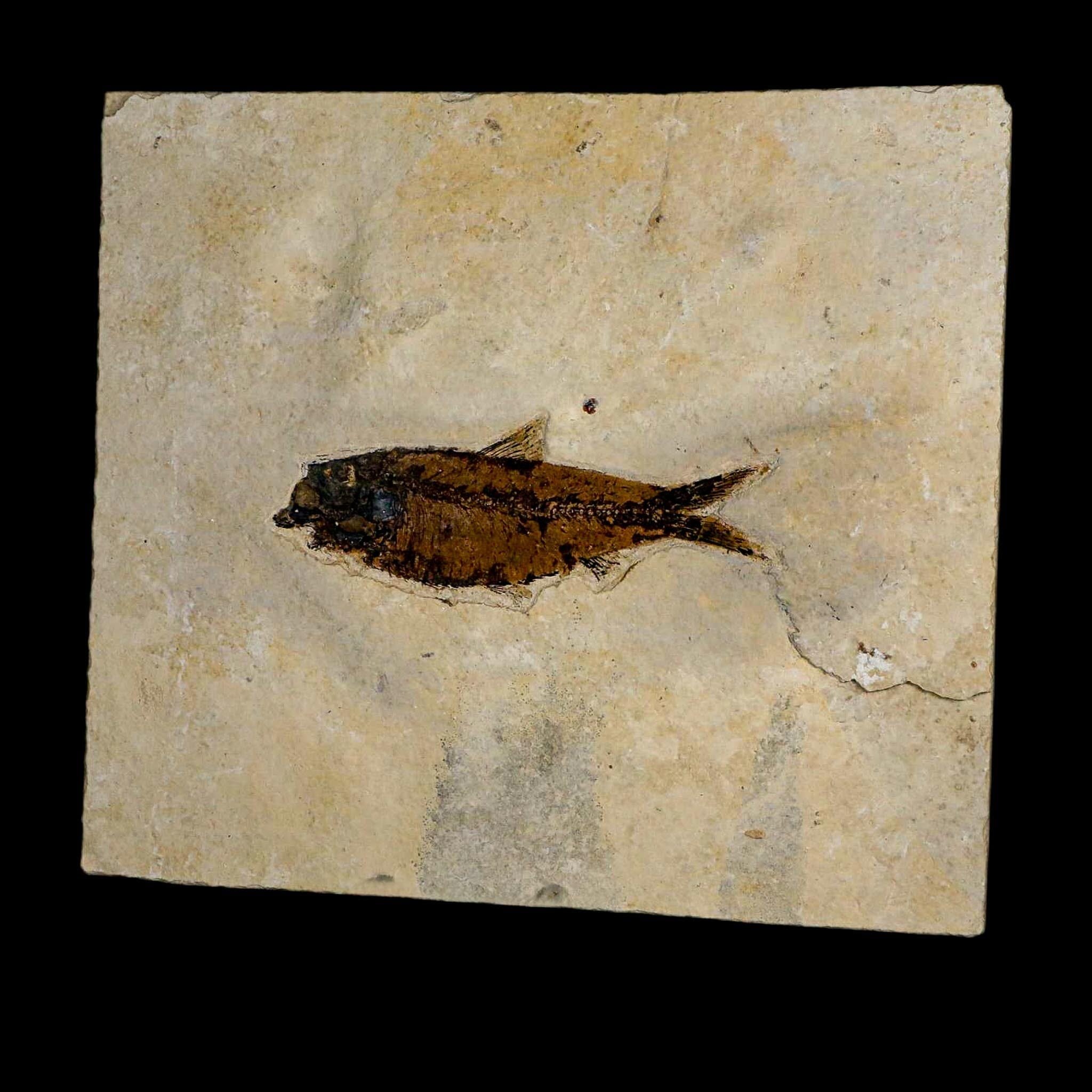 XL 4.5" Knightia Eocaena Fossil Fish Green River FM WY Eocene Age COA & Stand - Fossil Age Minerals