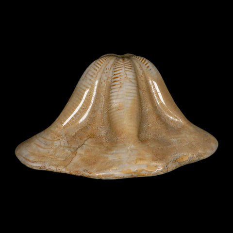 5.2" Detailed Fossil Clypeaster Altus Sea Urchin Echinoid Cretaceous Taza Morocco - Fossil Age Minerals