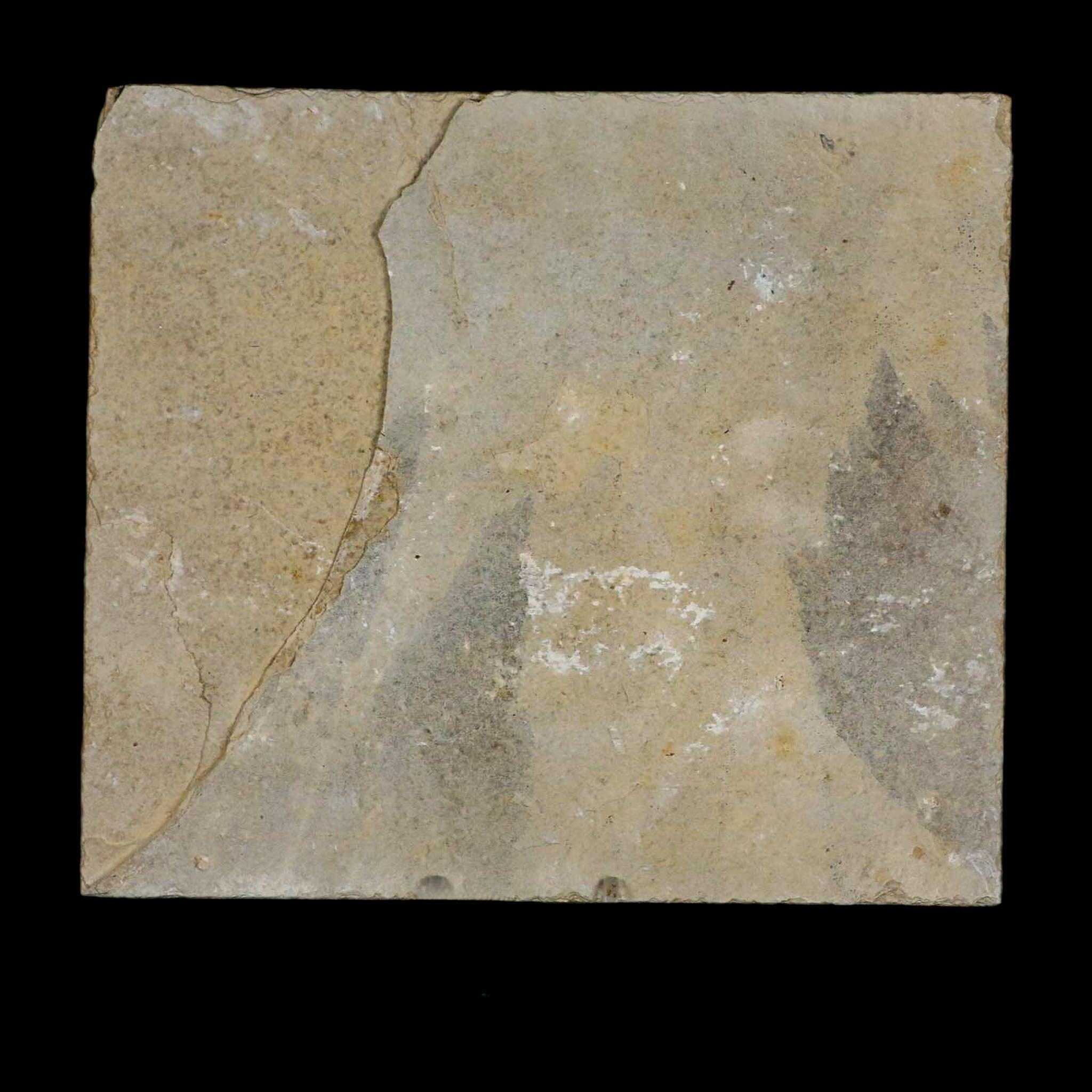 XL 4.5" Knightia Eocaena Fossil Fish Green River FM WY Eocene Age COA & Stand - Fossil Age Minerals