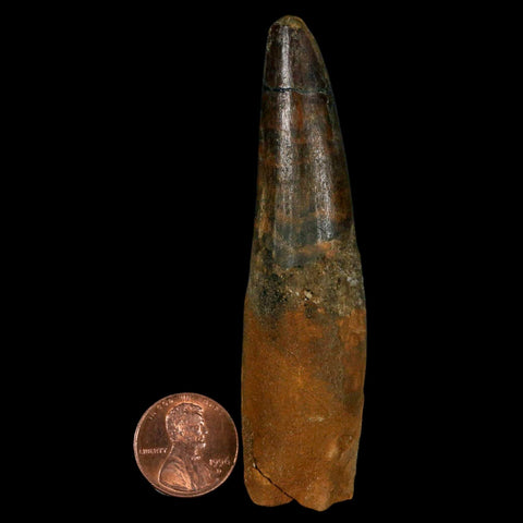 XL 3.5" Spinosaurus Fossil Tooth 100 Million Years Old Cretaceous Dinosaur COA - Fossil Age Minerals