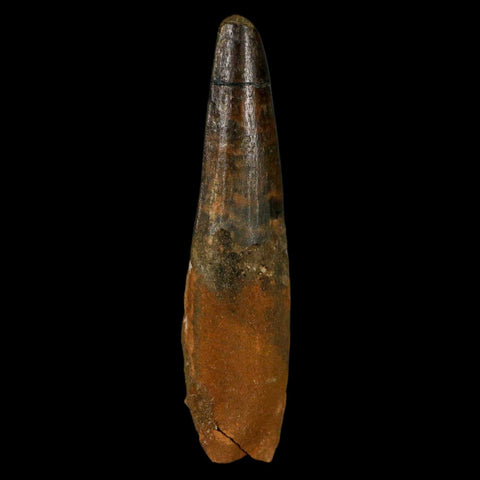 XL 3.5" Spinosaurus Fossil Tooth 100 Million Years Old Cretaceous Dinosaur COA - Fossil Age Minerals
