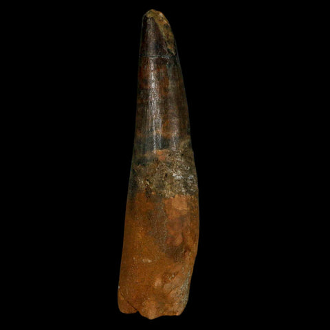 XL 3.5" Spinosaurus Fossil Tooth 100 Million Years Old Cretaceous Dinosaur COA - Fossil Age Minerals