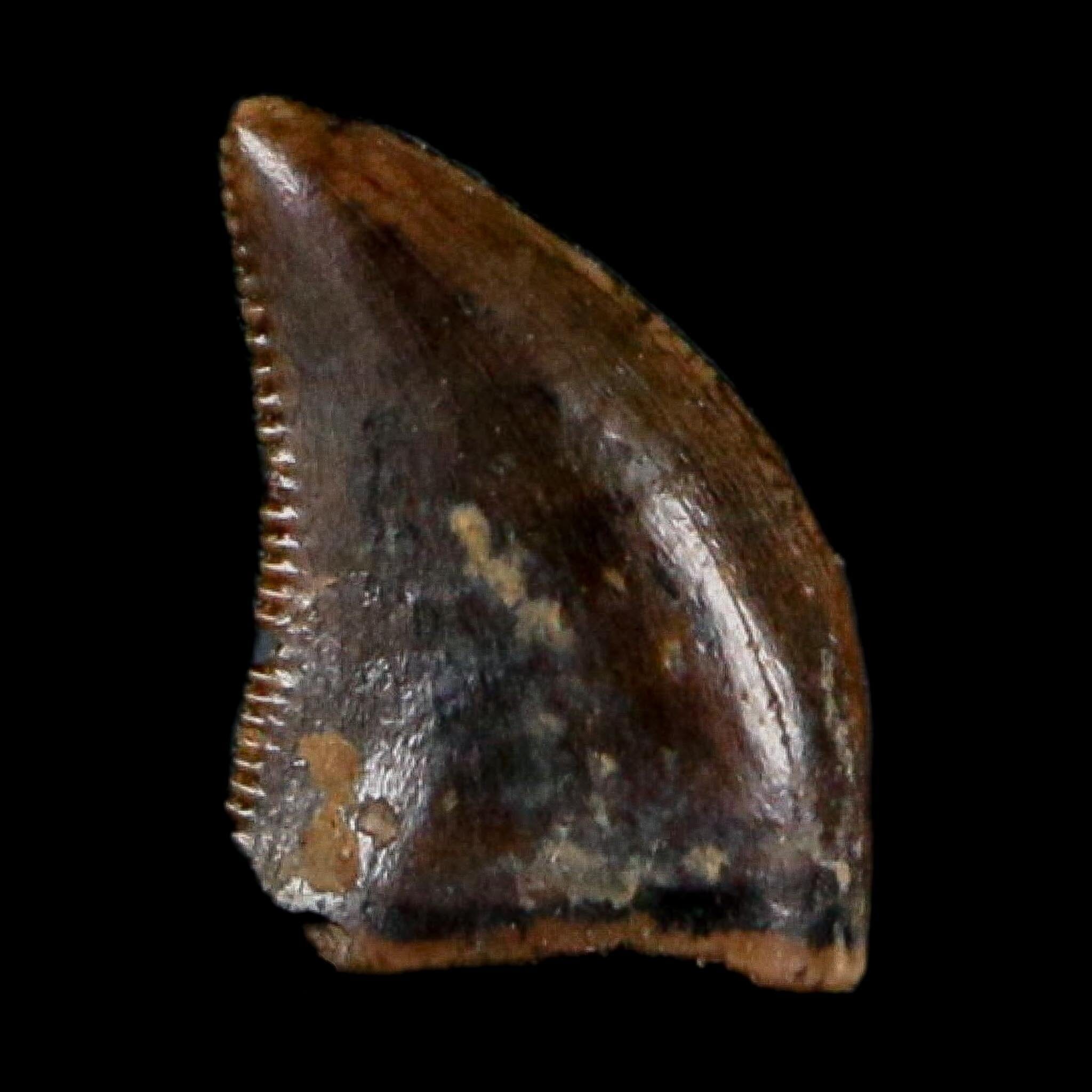 0.3" Dromaeosaurus Raptor Serrated Tooth Fossil Judith River FM MT COA, Display
