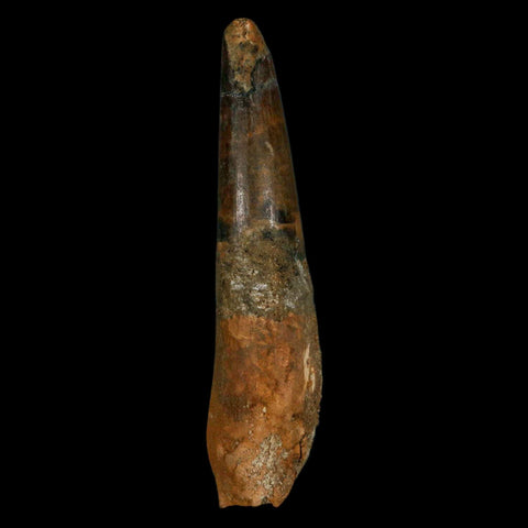 XL 3.5" Spinosaurus Fossil Tooth 100 Million Years Old Cretaceous Dinosaur COA - Fossil Age Minerals